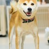 フレンドリーな所も魅力的な優しい柴の女の子♪ サムネイル5