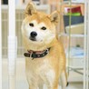 フレンドリーな所も魅力的な優しい柴の女の子♪ サムネイル7