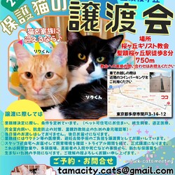 ◇保護猫の譲渡会◇in東京都多摩市◇ねこたま庵◇