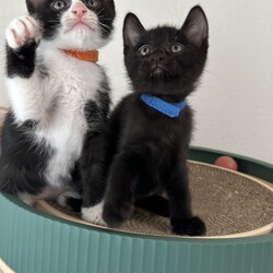 ◇保護猫の譲渡会◇in東京都多摩市◇ねこたま庵◇ サムネイル2