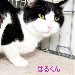 第6回オープンシェルター譲渡会開催します！ サムネイル2