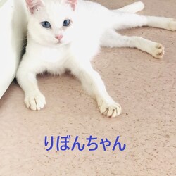 第6回オープンシェルター譲渡会開催します！ サムネイル3