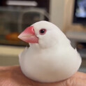 白文鳥2羽