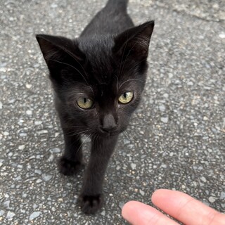 猛暑を生き抜いた子猫