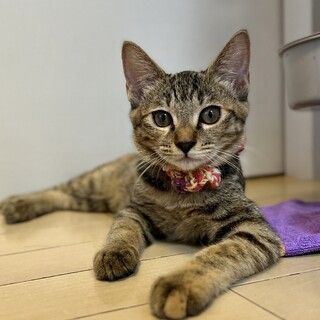 【11/12東銀座】ちゃーくん5ヵ月半♪