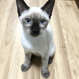 【10/9東銀座】タムくん★4ヵ月♪