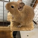 デグー　慣れてます