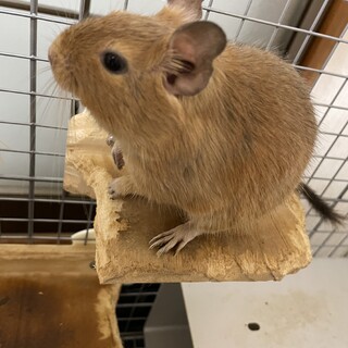 デグー　慣れてます