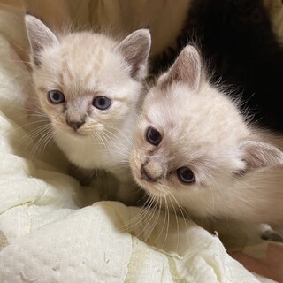 可愛い シャムミックスの子猫