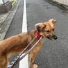 テイルズのずっとの家族を探しています。 サムネイル5