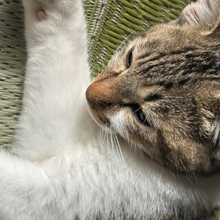 子猫です。懐きが良いです