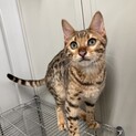 ベンガル 子猫 オス （左眼目ヤニあり）