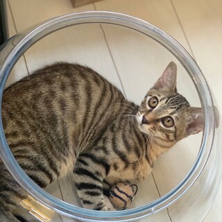 アイラインくっきり♡テトくん