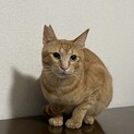 やんちゃな茶トラ❤こてつ