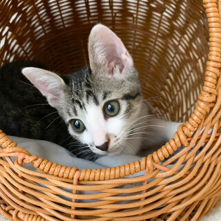 募集停止　人気のキジ白女子❤️マカロン