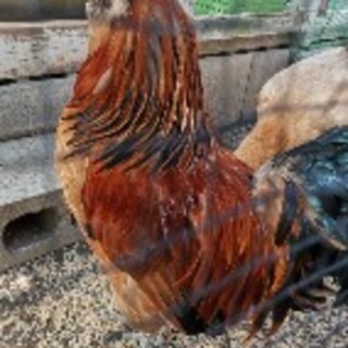 アローカナと烏骨鶏の雄