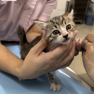 小柄でおっとりな女の子（8月2日生まれ）