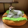 ホットドッグになりました。
