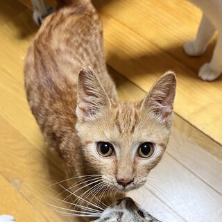 超甘えん坊過ぎる！ずっと後追い茶トラオス子猫