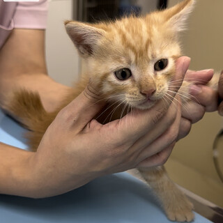 ボブテイルの茶トラ君（8月2日生まれ）