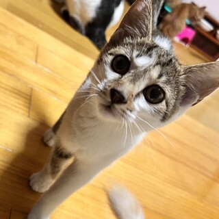 大人しくて飼いやすい甘えるキジ白避妊済メス子猫。