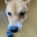 里親募集