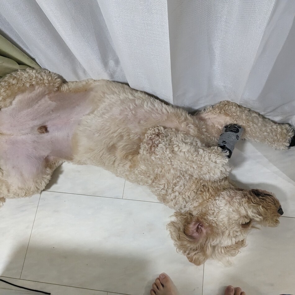 ボスのカバー写真