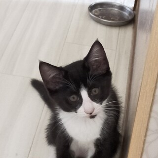 仔猫の里親募集