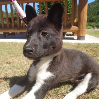 おしゃれな長靴下の朝くん