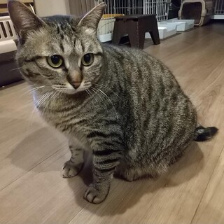 スティック一家【りえーる】