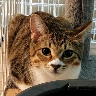 キジ白姉妹長女ベンガル柄の「あまなつ」