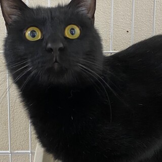 おひとり様希望！甘えんぼう♪むさし