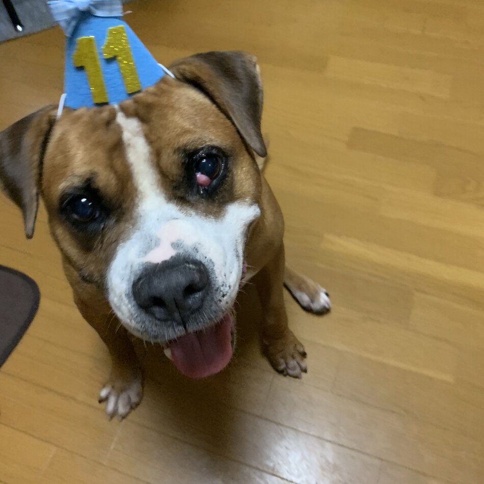 オハナのカバー写真