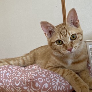 虐待からの保護・みたまちゃん