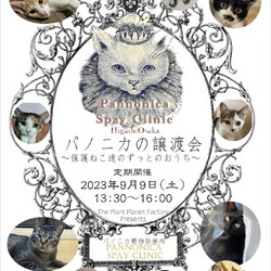 パノニカの譲渡会〜保護ねこ達の譲渡会〜