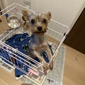 ヨークシャテリア　一歳　メス　雌　ヨーキー