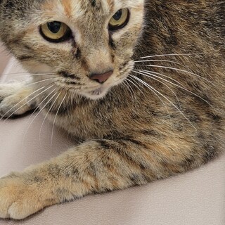 センター収容の崖っぷちサビ猫♀️