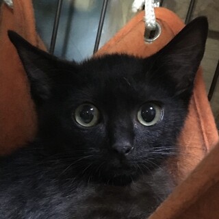 お目々がクリクリの可愛すぎる黒猫の平八君❣️