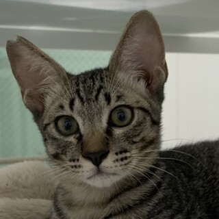無邪気でとっても可愛い❤️キジ猫のぽんず君❣️