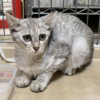 ⑤しろくま　雌　サバトラ　3ヶ月　困り顔　大人しい