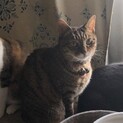 成猫の里親募集です。
