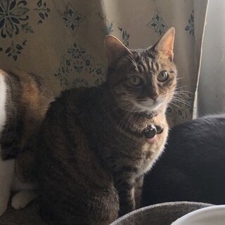 成猫の里親募集です。