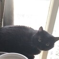 成猫の里親募集です。