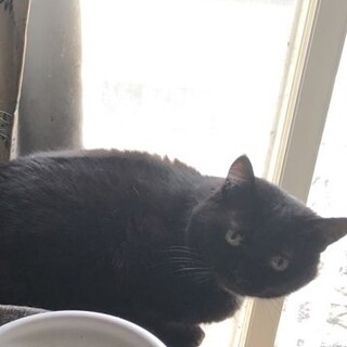 成猫の里親募集です。