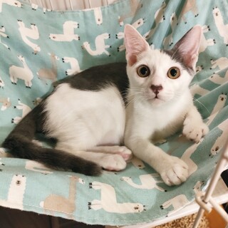 ひとり遊びが得意なマイペース君、ゲンちゃん