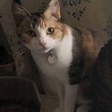 成猫の里親募集です。