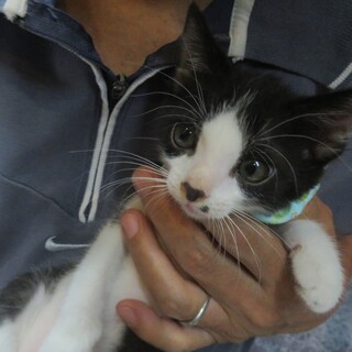 らんまん兄妹、まんちゃん、人なれ完璧