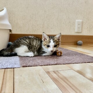 ありがとうございました★ちいさな雉白モンちゃん