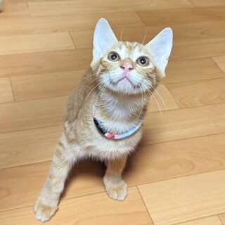 懐っこい茶トラのあられちゃん
