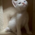 おでこにうっすらワンポイント！可愛い白猫くん